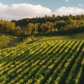 The Top Wine-Producing States in the United States